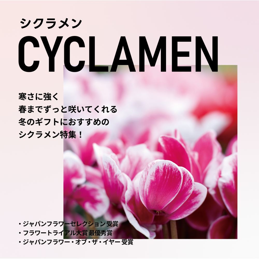 シクラメン特集