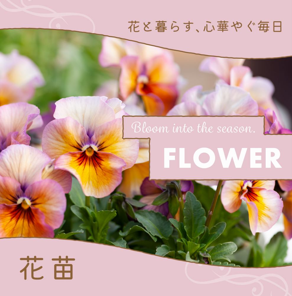 ビオラ・パンジー特集