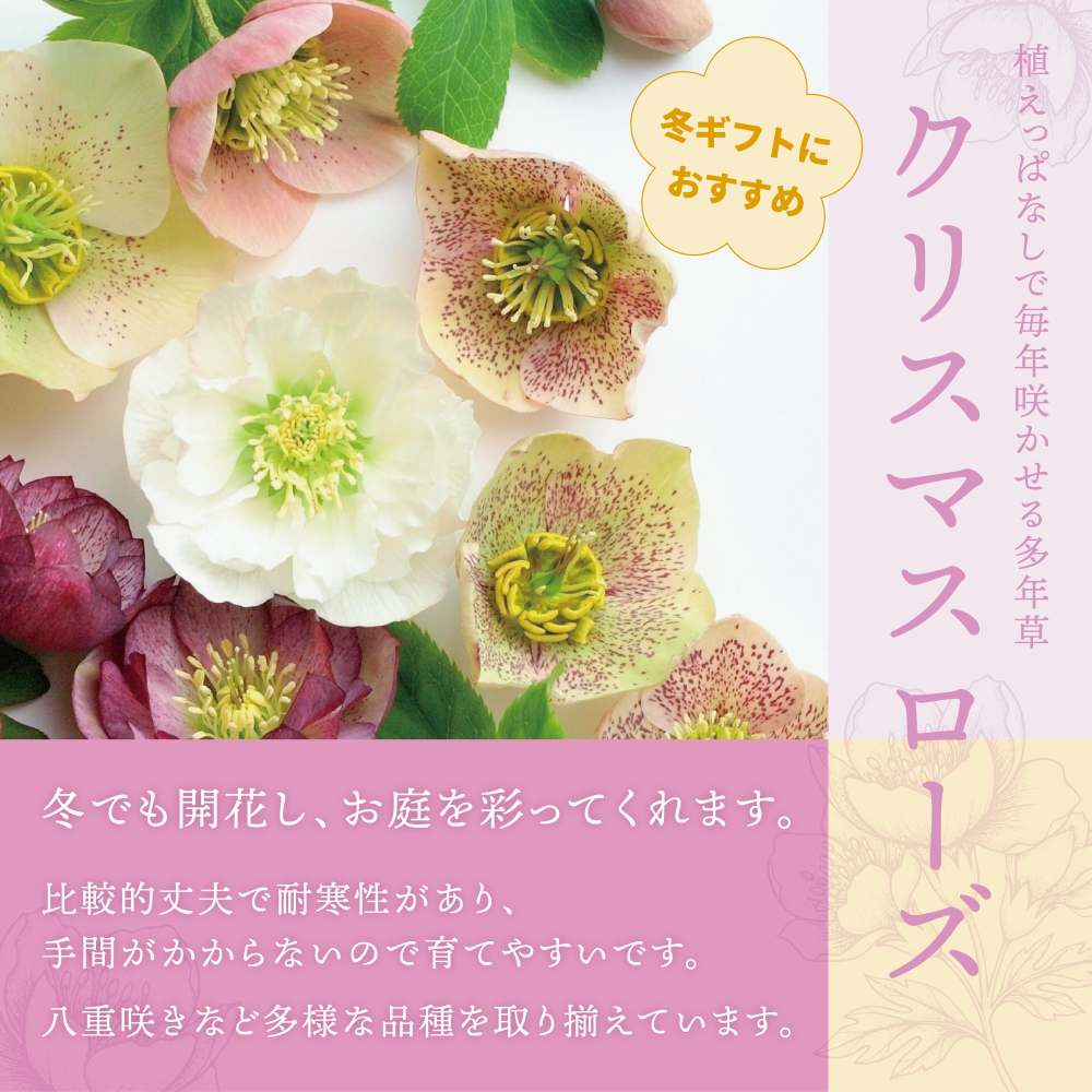 クリスマスローズ特集