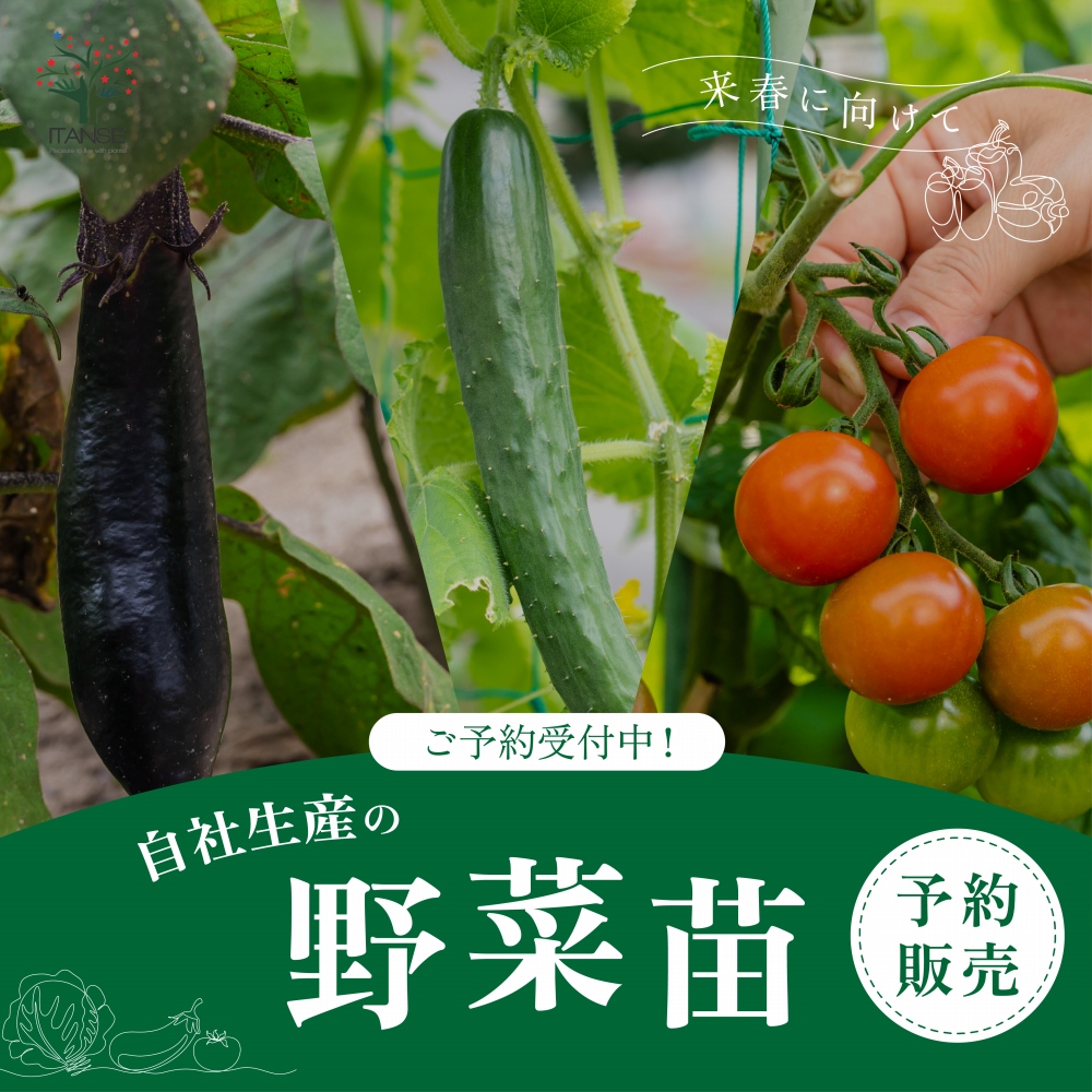 予約野菜苗